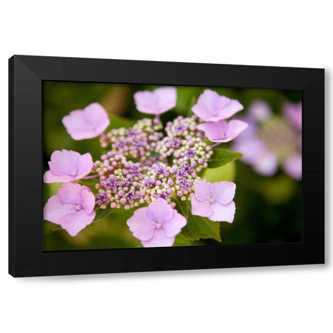 Pink bloom Black Modern Wood Framed Art Print by Millet, Karyn