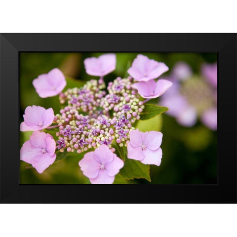 Pink bloom Black Modern Wood Framed Art Print by Millet, Karyn