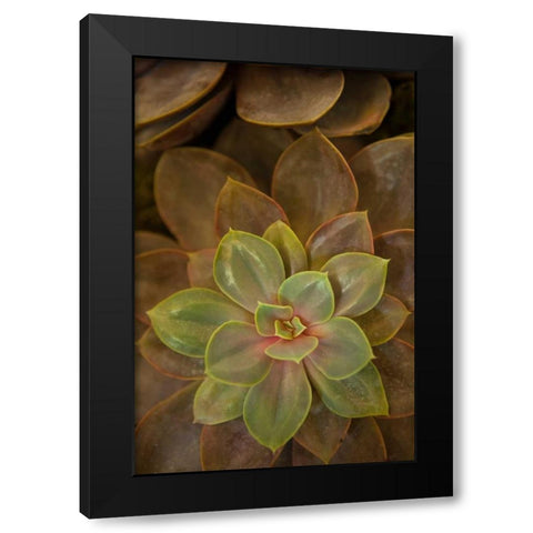 Succulent I Black Modern Wood Framed Art Print with Double Matting by Millet, Karyn