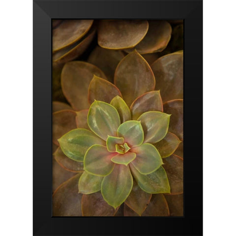 Succulent I Black Modern Wood Framed Art Print by Millet, Karyn