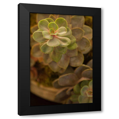 Succulent II Black Modern Wood Framed Art Print by Millet, Karyn