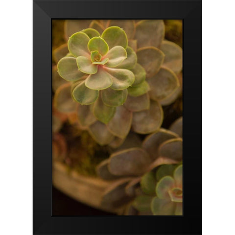 Succulent II Black Modern Wood Framed Art Print by Millet, Karyn