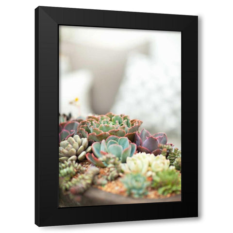 Succulents Black Modern Wood Framed Art Print by Millet, Karyn