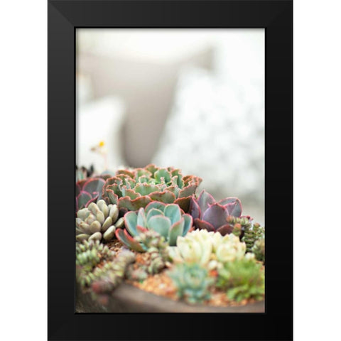 Succulents Black Modern Wood Framed Art Print by Millet, Karyn