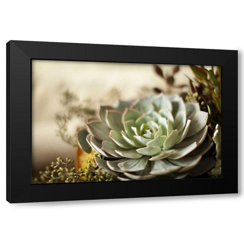 Succulent III Black Modern Wood Framed Art Print with Double Matting by Millet, Karyn