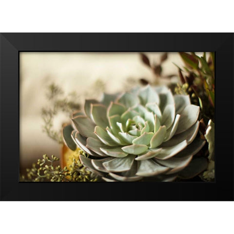 Succulent III Black Modern Wood Framed Art Print by Millet, Karyn