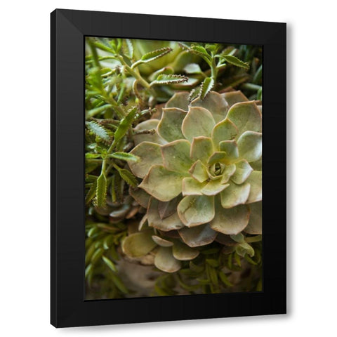 Succulent IV Black Modern Wood Framed Art Print with Double Matting by Millet, Karyn