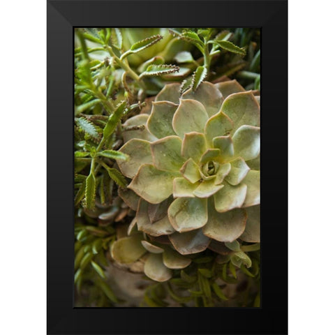 Succulent IV Black Modern Wood Framed Art Print by Millet, Karyn