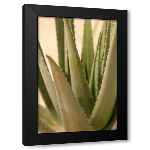 Aloe Black Modern Wood Framed Art Print by Millet, Karyn