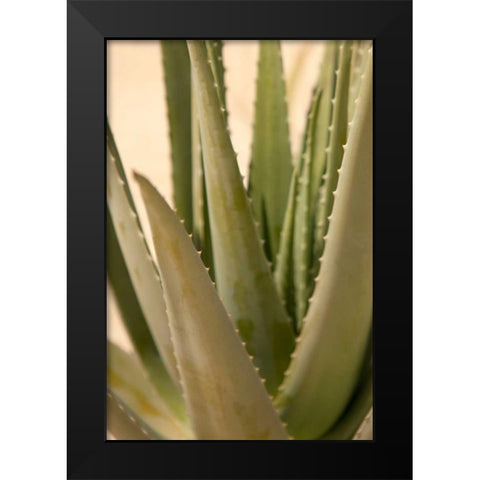 Aloe Black Modern Wood Framed Art Print by Millet, Karyn