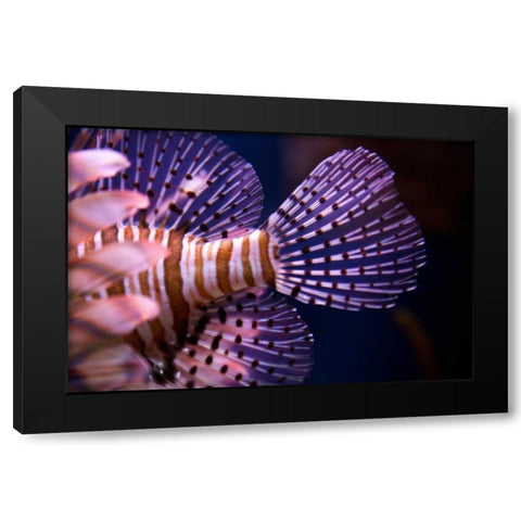 Tropical Fish Black Modern Wood Framed Art Print with Double Matting by Millet, Karyn