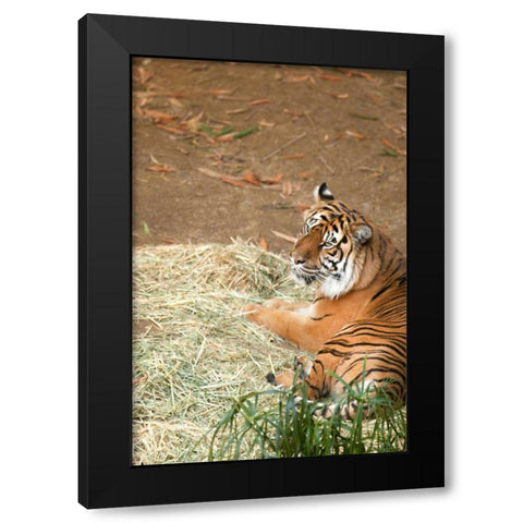 Tiger I Black Modern Wood Framed Art Print with Double Matting by Millet, Karyn