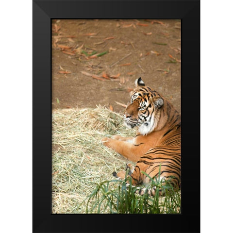 Tiger I Black Modern Wood Framed Art Print by Millet, Karyn