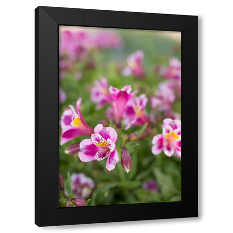 Purple and White I Black Modern Wood Framed Art Print by Millet, Karyn
