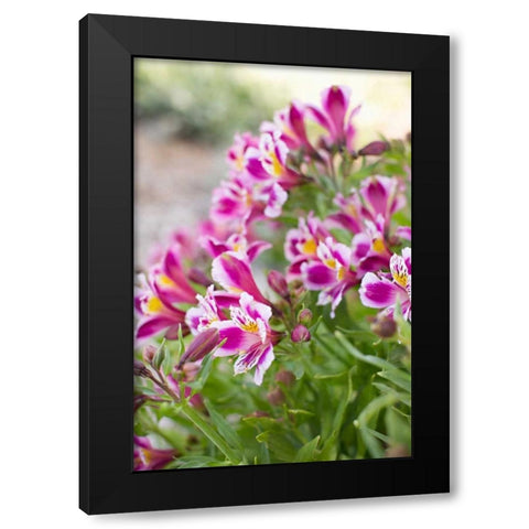 Purple and White II Black Modern Wood Framed Art Print by Millet, Karyn