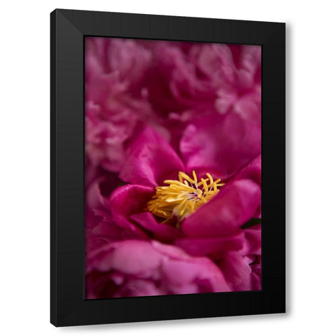 Fuchsia Peonies I Black Modern Wood Framed Art Print by Millet, Karyn