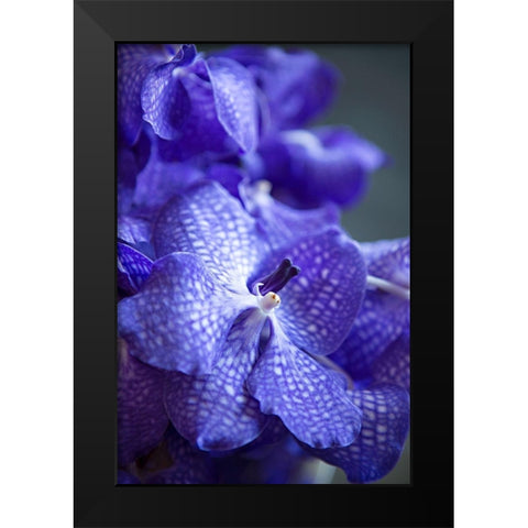 Vibrant Periwinkle Floral I Black Modern Wood Framed Art Print by Millet, Karyn