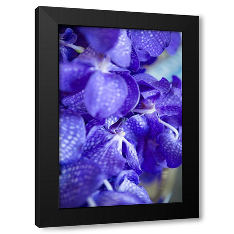 Vibrant Perwinkle Floral II Black Modern Wood Framed Art Print with Double Matting by Millet, Karyn