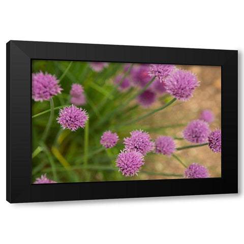 Purple Flower Ball I Black Modern Wood Framed Art Print by Millet, Karyn
