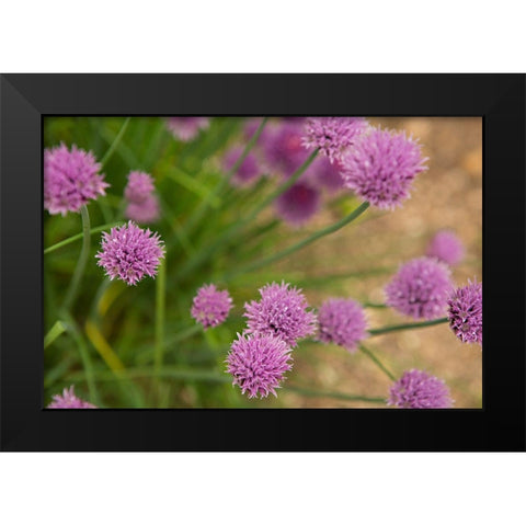 Purple Flower Ball I Black Modern Wood Framed Art Print by Millet, Karyn