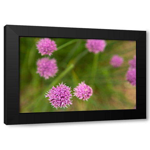 Purple Flower Ball II Black Modern Wood Framed Art Print by Millet, Karyn