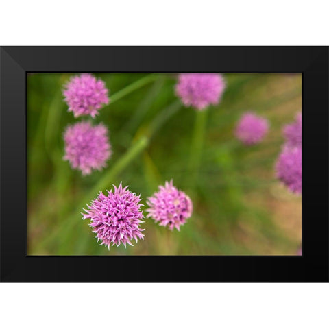 Purple Flower Ball II Black Modern Wood Framed Art Print by Millet, Karyn