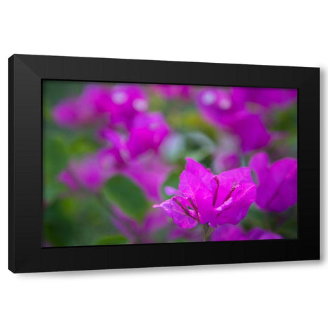 Magenta Bloom Black Modern Wood Framed Art Print with Double Matting by Millet, Karyn