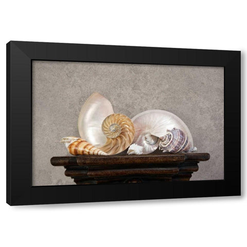 Seashell Still Life I Black Modern Wood Framed Art Print by McNemar, C. Thomas