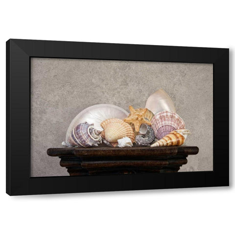 Seashell Still Life II Black Modern Wood Framed Art Print with Double Matting by McNemar, C. Thomas
