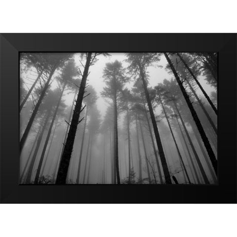 Redwoods II Black Modern Wood Framed Art Print by Moore, Brian