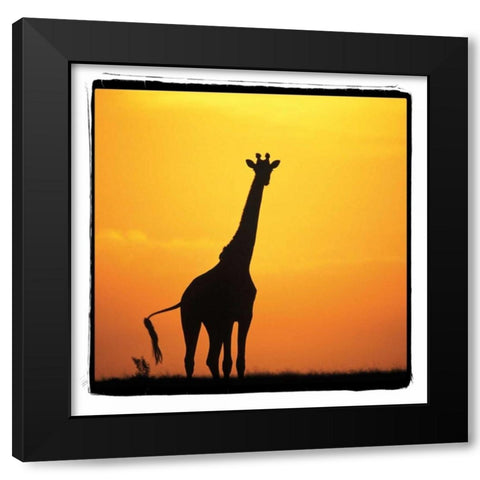 Radiant Africa I Black Modern Wood Framed Art Print with Double Matting by Parker, Susann