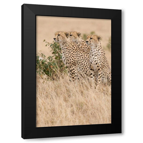 Three of a Kind Black Modern Wood Framed Art Print by Parker, Susann