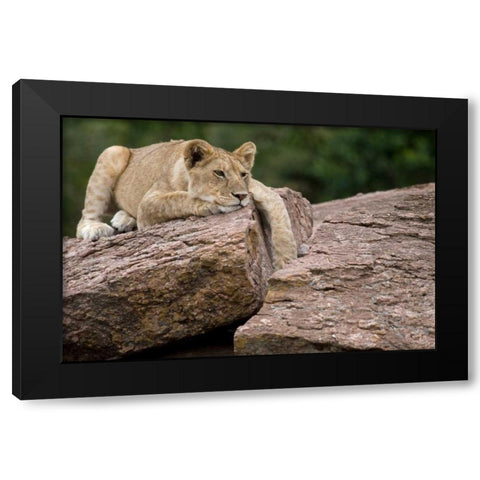 Lounging Black Modern Wood Framed Art Print by Parker, Susann