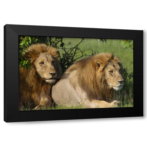 The Duo Black Modern Wood Framed Art Print with Double Matting by Parker, Susann