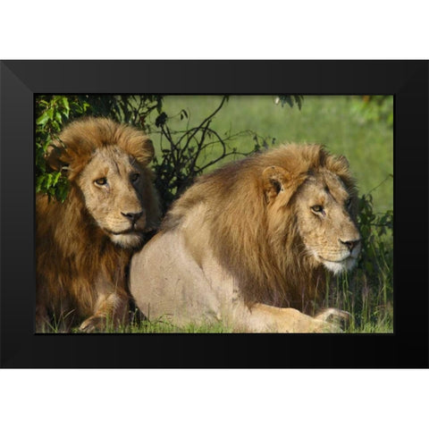 The Duo Black Modern Wood Framed Art Print by Parker, Susann
