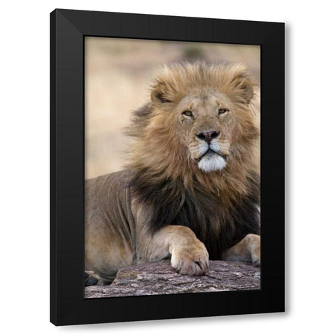 Africas King Black Modern Wood Framed Art Print by Parker, Susann