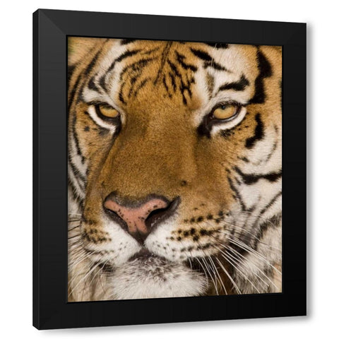 Stunning Black Modern Wood Framed Art Print by Parker, Susann