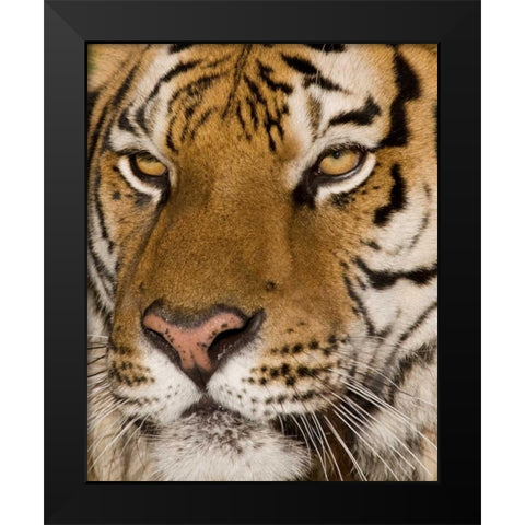 Stunning Black Modern Wood Framed Art Print by Parker, Susann