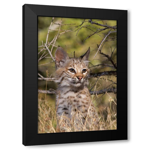 Lil Bob Black Modern Wood Framed Art Print by Parker, Susann