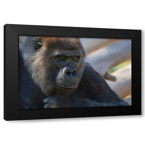 The Thinker Black Modern Wood Framed Art Print with Double Matting by Parker, Susann