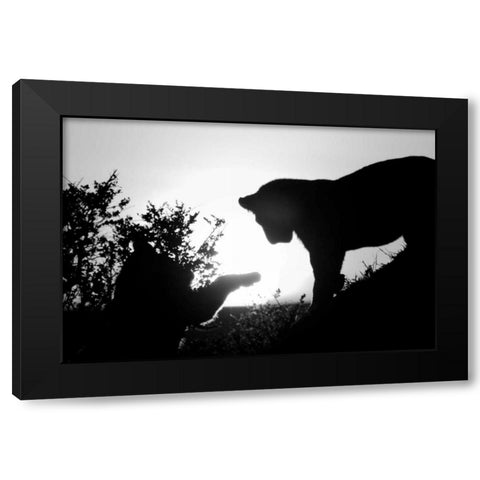 Lion Cub Morning Black Modern Wood Framed Art Print by Parker, Susann