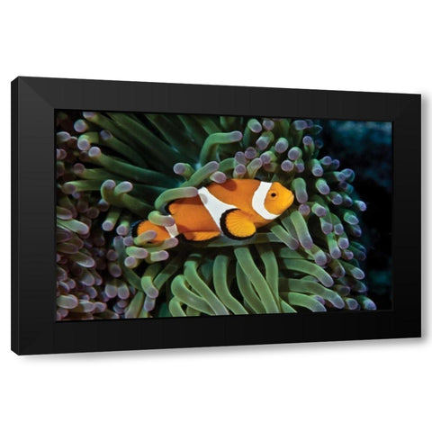 Fish III Black Modern Wood Framed Art Print by Peterson, Lee