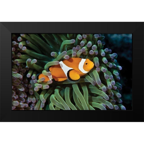 Fish III Black Modern Wood Framed Art Print by Peterson, Lee