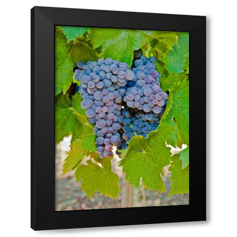 Cougar Winery Grapes I Black Modern Wood Framed Art Print with Double Matting by Peterson, Lee
