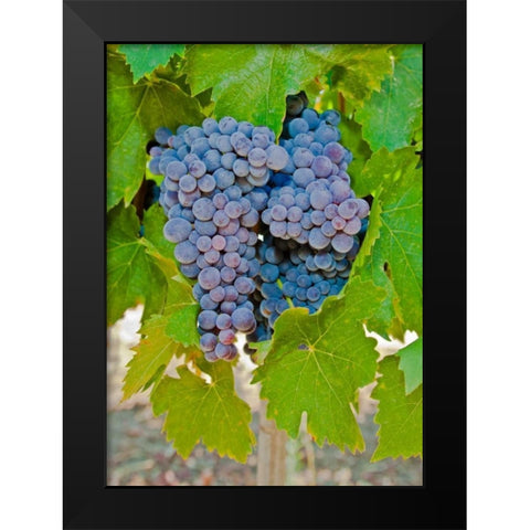 Cougar Winery Grapes I Black Modern Wood Framed Art Print by Peterson, Lee