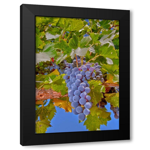 Cougar Winery Grapes II Black Modern Wood Framed Art Print with Double Matting by Peterson, Lee