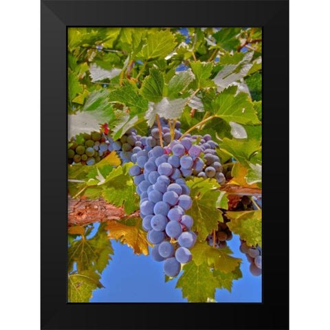 Cougar Winery Grapes II Black Modern Wood Framed Art Print by Peterson, Lee