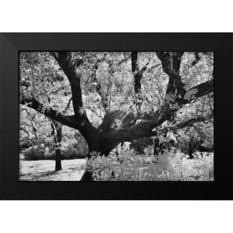 Cayucos I Black Modern Wood Framed Art Print by Peterson, Lee