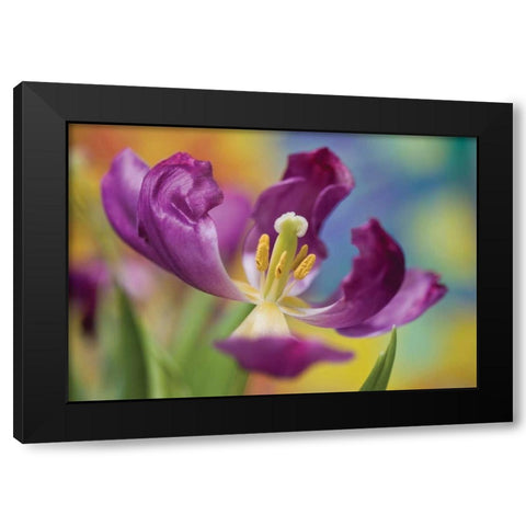 Purple Tulip I Black Modern Wood Framed Art Print with Double Matting by Peterson, Lee