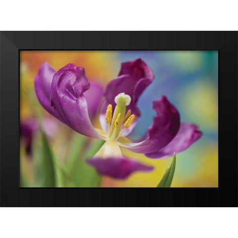 Purple Tulip I Black Modern Wood Framed Art Print by Peterson, Lee